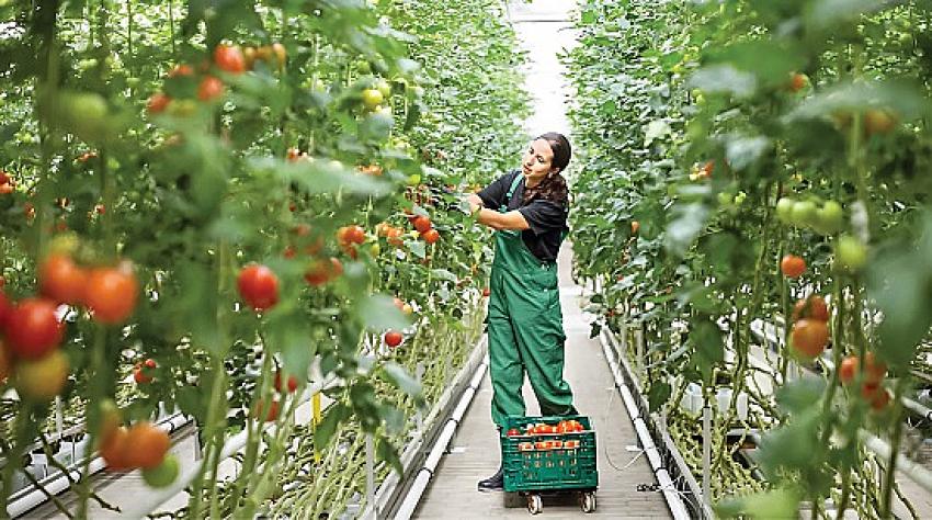 Tarımda Jeotermal Devrimi Geliyor