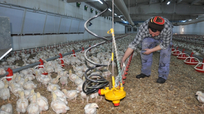 Tavuk Çiftliğinde Enerji Üretim Tesisi