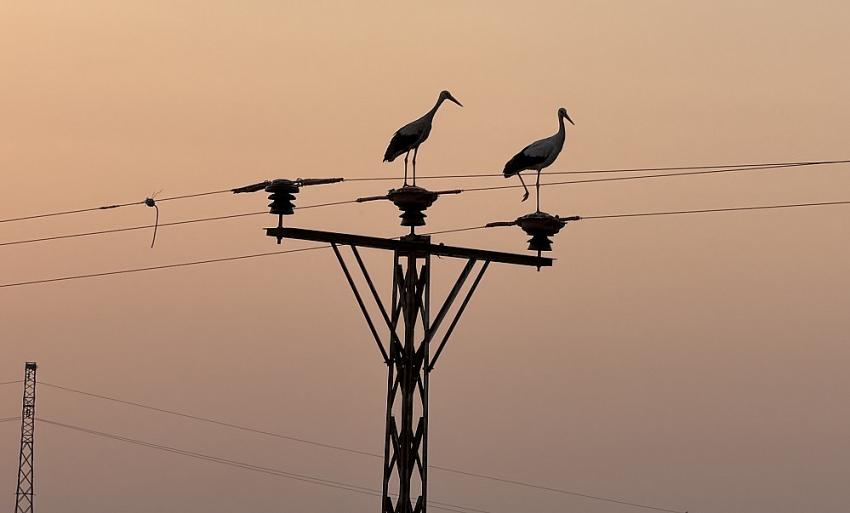Aras EDAŞ, Enerji Altyapısı ile Doğal Yaşam Arasında Köprü Kuruyor