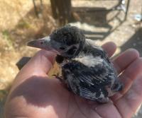 Elektrik Dağıtımda Çevresel Hassasiyet: Fırat EDAŞ’tan Örnek Davranış  